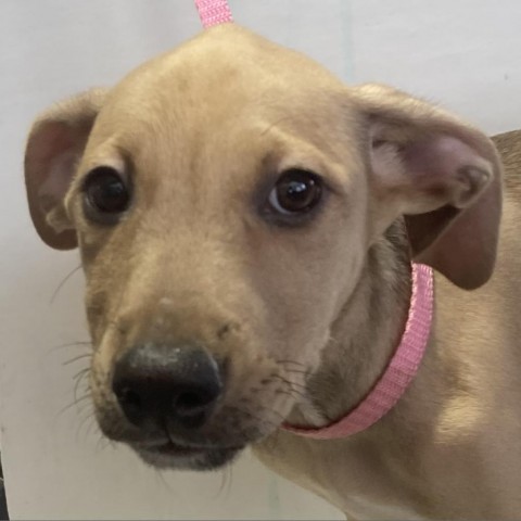 Havana, an adoptable Mixed Breed in Las Cruces, NM, 88012 | Photo Image 4