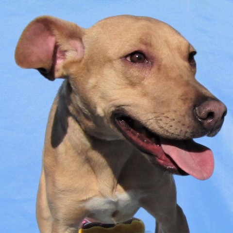 Havana, an adoptable Mixed Breed in Las Cruces, NM, 88012 | Photo Image 6