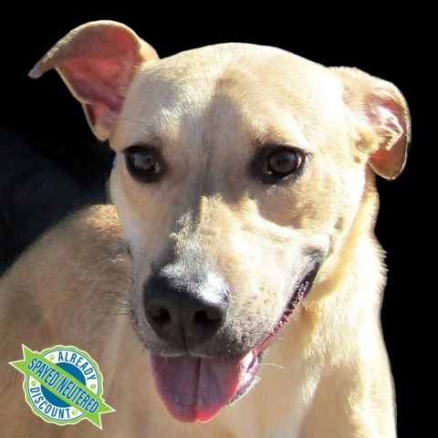 Harper, an adoptable Mixed Breed in Las Cruces, NM, 88012 | Photo Image 1