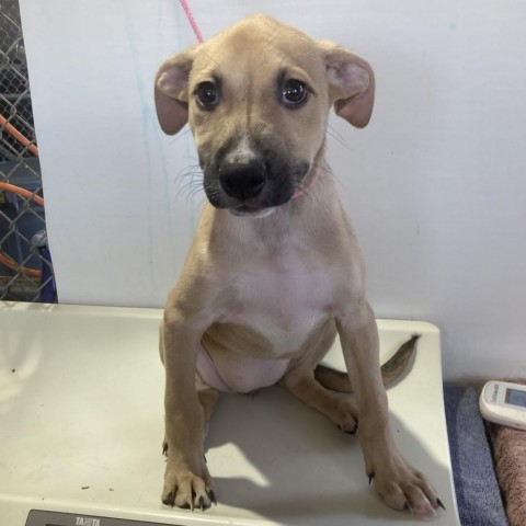 Harper, an adoptable Mixed Breed in Las Cruces, NM, 88012 | Photo Image 2