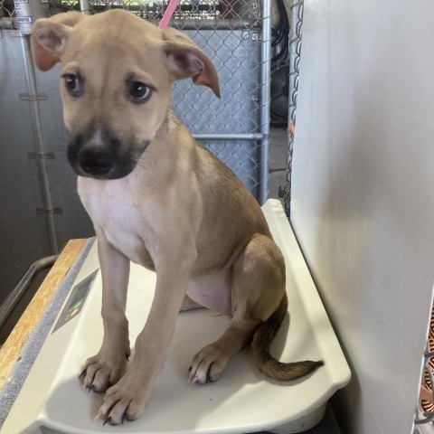 Harper, an adoptable Mixed Breed in Las Cruces, NM, 88012 | Photo Image 3