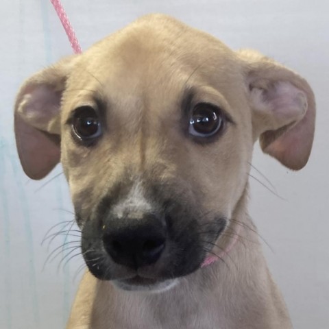Harper, an adoptable Mixed Breed in Las Cruces, NM, 88012 | Photo Image 4