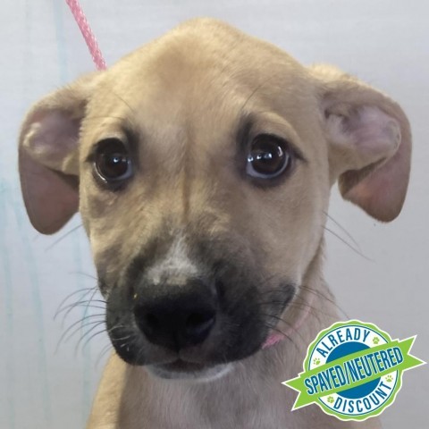 Harper, an adoptable Mixed Breed in Las Cruces, NM, 88012 | Photo Image 5