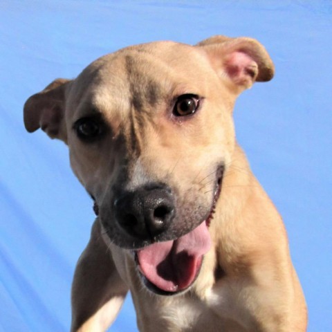 Harper, an adoptable Mixed Breed in Las Cruces, NM, 88012 | Photo Image 6