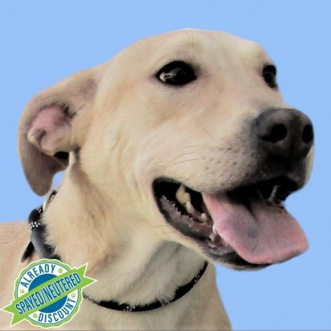 Porsche, an adoptable Mixed Breed in Las Cruces, NM, 88012 | Photo Image 1