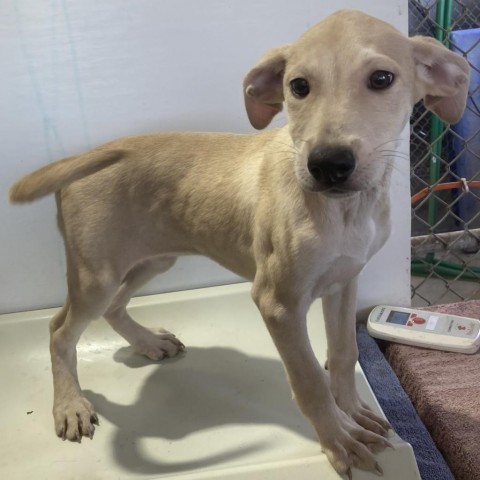 Porsche, an adoptable Mixed Breed in Las Cruces, NM, 88012 | Photo Image 2