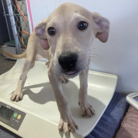 Porsche, an adoptable Mixed Breed in Las Cruces, NM, 88012 | Photo Image 3