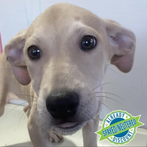 Porsche, an adoptable Mixed Breed in Las Cruces, NM, 88012 | Photo Image 5