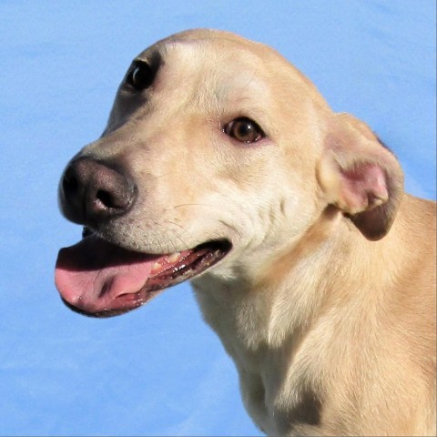 Porsche, an adoptable Mixed Breed in Las Cruces, NM, 88012 | Photo Image 6