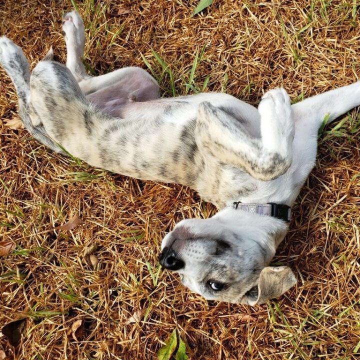 Oakley, an adoptable Labrador Retriever Mix in Houston, TX_image-5