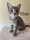 Elsie