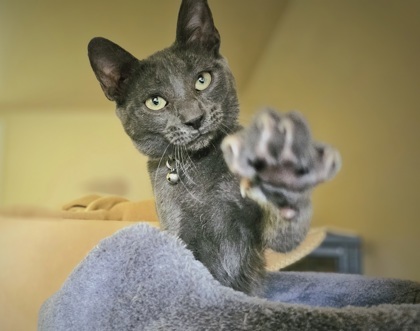 Yahtzee, an adoptable Domestic Short Hair in Bloomsburg, PA_image-1