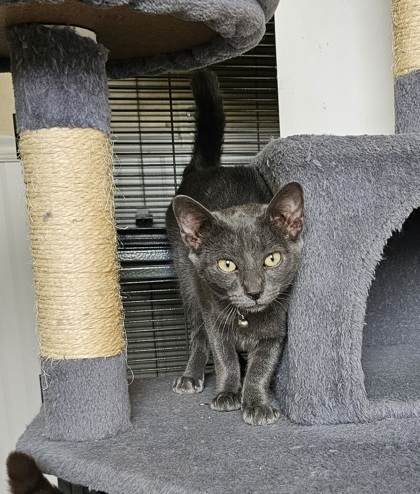 Yahtzee, an adoptable Domestic Short Hair in Bloomsburg, PA_image-3