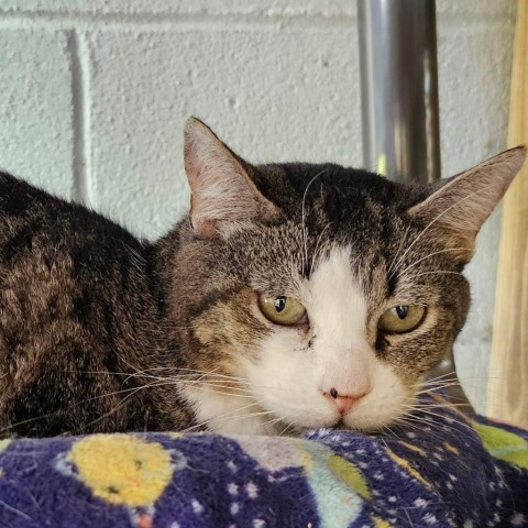 White Patty, an adoptable Domestic Short Hair in Enterprise, AL, 36330 | Photo Image 1