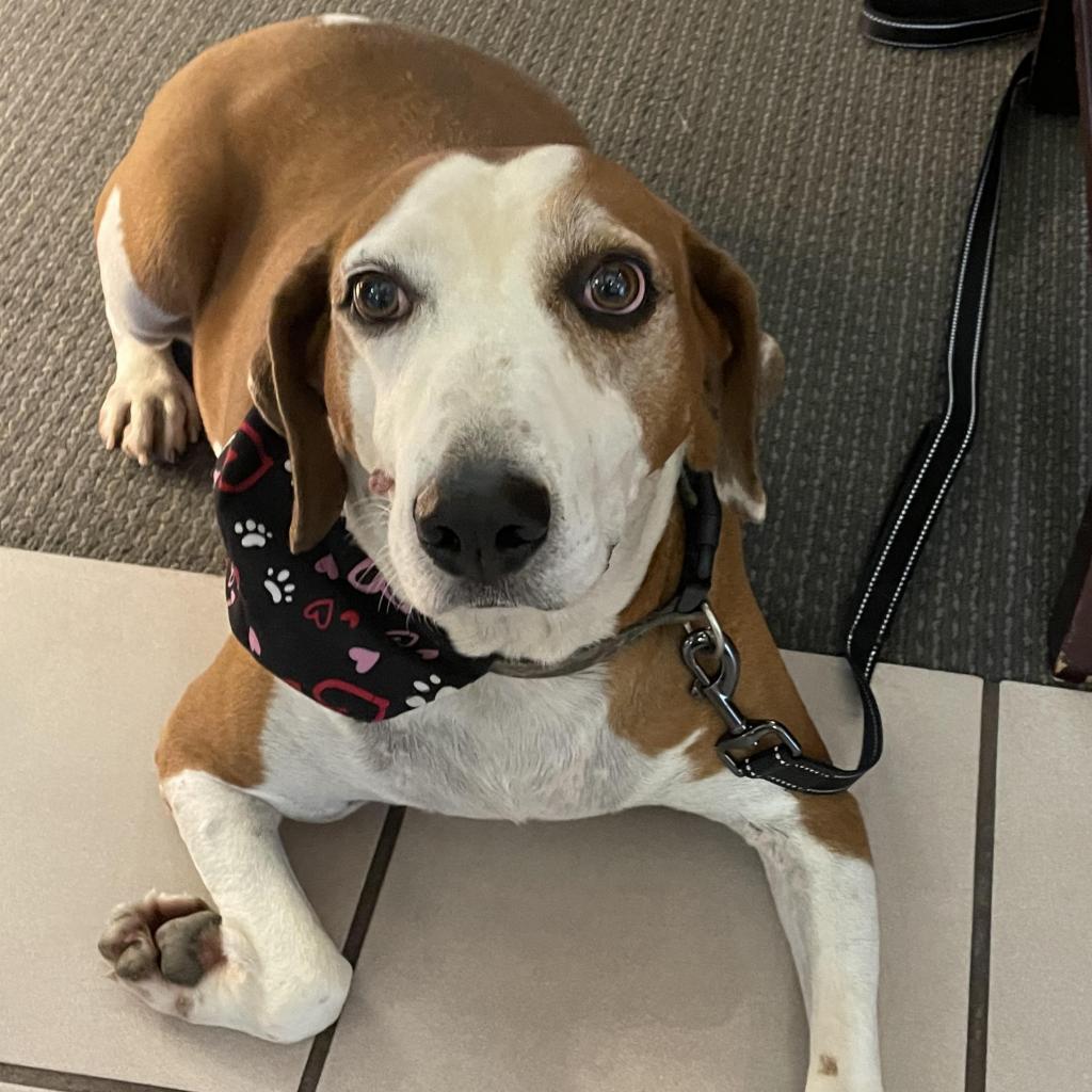 Mambo CO230089, an adoptable Hound in Enterprise, AL, 36330 | Photo Image 3