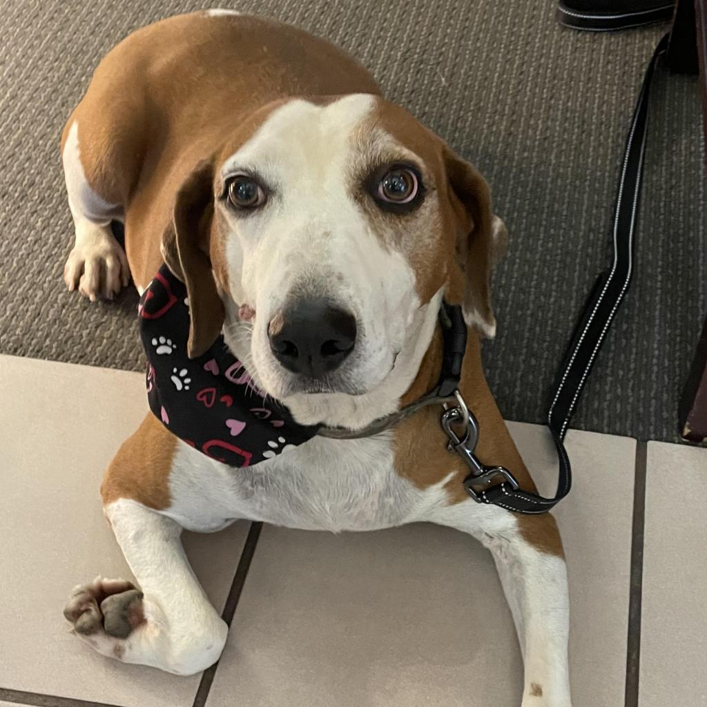 Mambo, an adoptable Hound in Enterprise, AL, 36330 | Photo Image 3