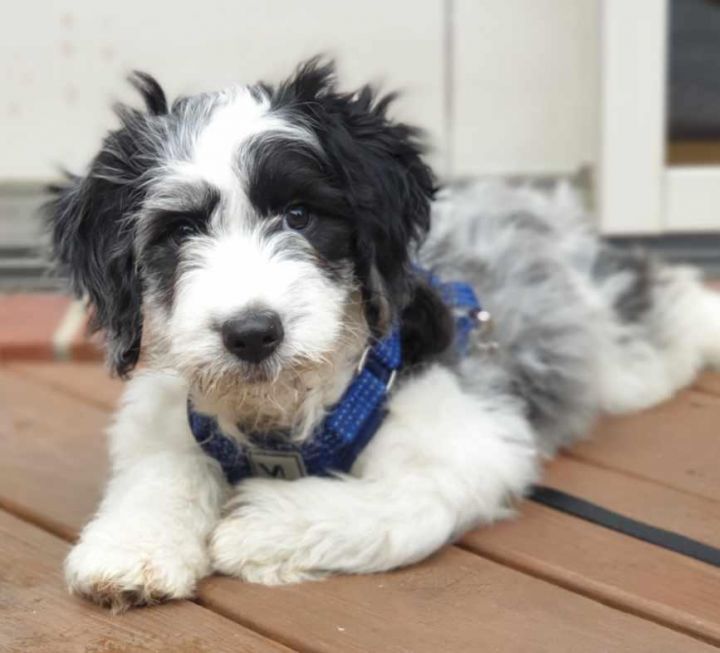 Merle Haggard, an adopted Aussiedoodle in Louisville, KY_image-5