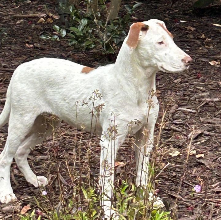Carly, an adoptable Australian Shepherd & Labrador Retriever Mix in Cumming, GA_image-2
