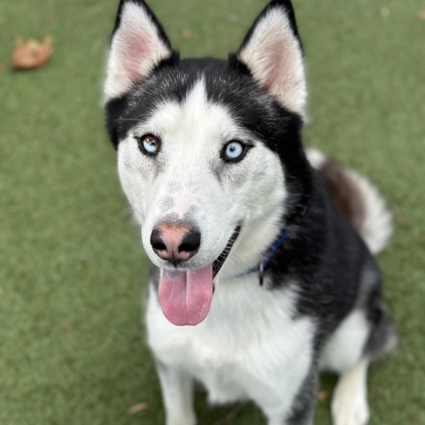 Bolt, an adoptable Husky in Buellton, CA, 93427 | Photo Image 1