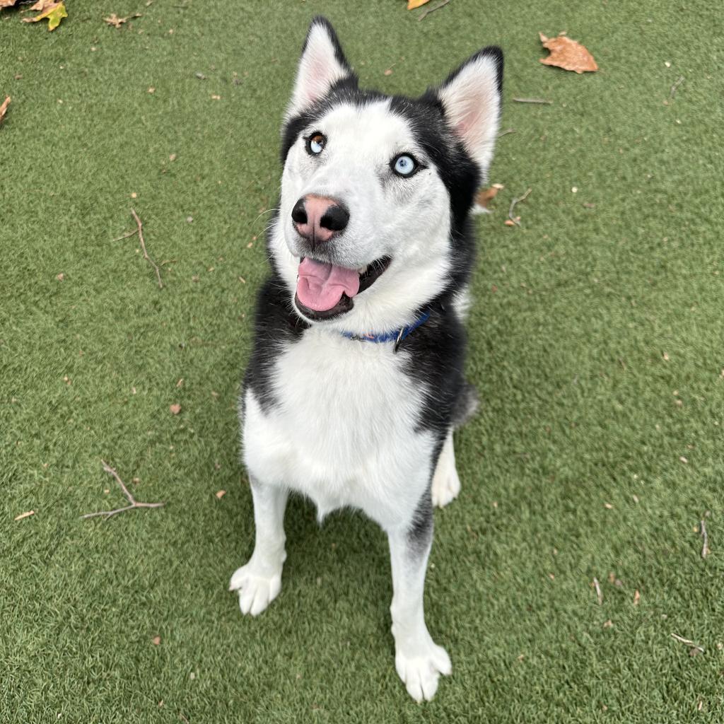 Bolt, an adoptable Husky in Buellton, CA, 93427 | Photo Image 2