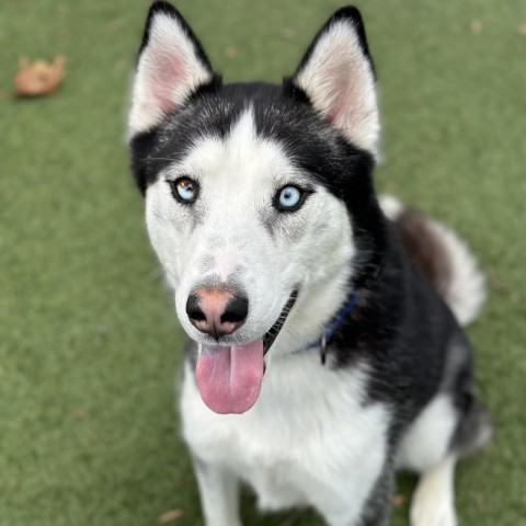 Bolt, an adoptable Husky in Buellton, CA, 93427 | Photo Image 3