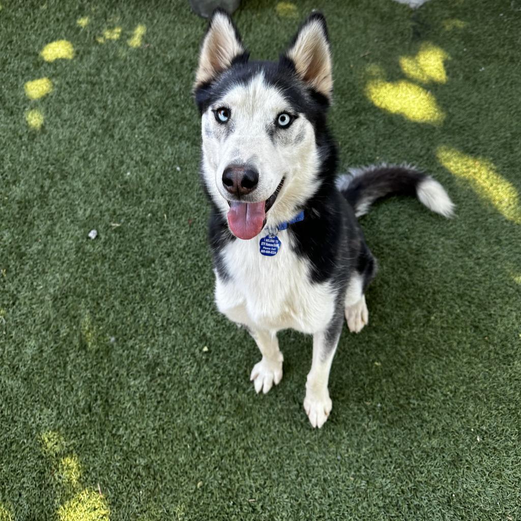 Bolt, an adoptable Husky in Buellton, CA, 93427 | Photo Image 4