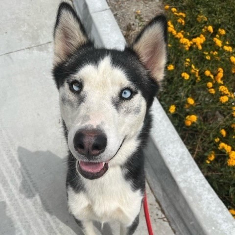 Bolt, an adoptable Husky in Buellton, CA, 93427 | Photo Image 5