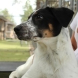 Ari, an adoptable Terrier in Flagstaff, AZ, 86001 | Photo Image 2
