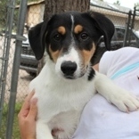 Bailey, an adoptable Terrier in Flagstaff, AZ, 86001 | Photo Image 1