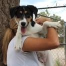Bailey, an adoptable Terrier in Flagstaff, AZ, 86001 | Photo Image 2