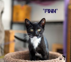Finn