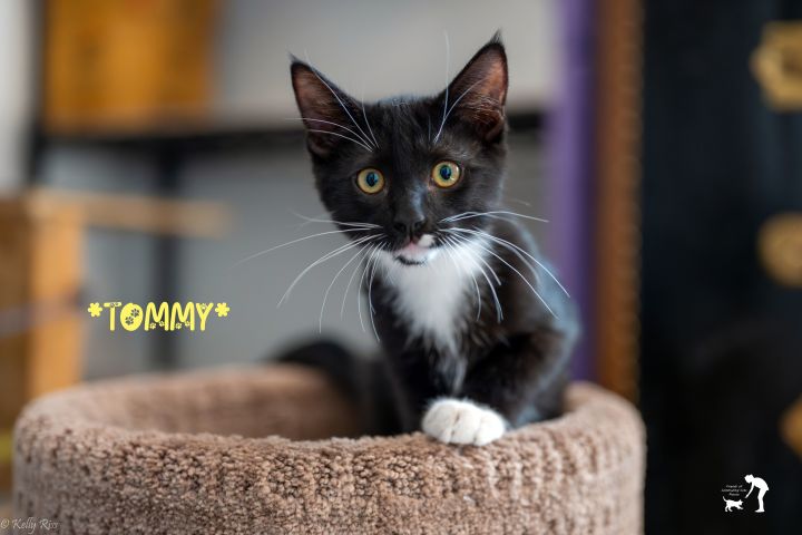 Tommy, an adoptable Domestic Short Hair in Centerville, UT_image-1