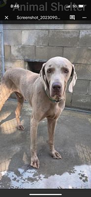 AVAILABLE WEIMS – Louisville Weimaraner Rescue Inc.