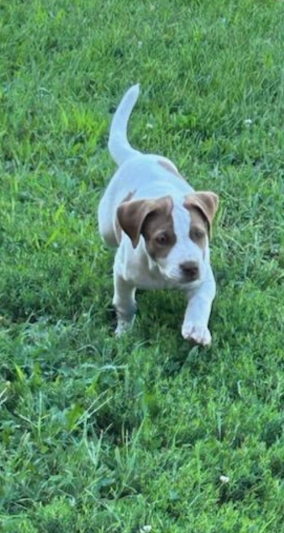 Louie