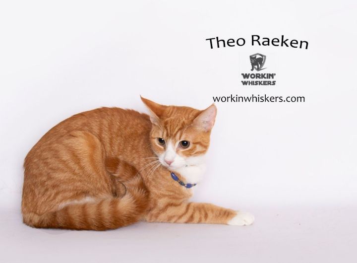 THEO RAEKEN, an adoptable Tabby & Domestic Short Hair Mix in Murrieta, CA_image-1