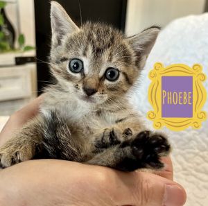 Phoebe
