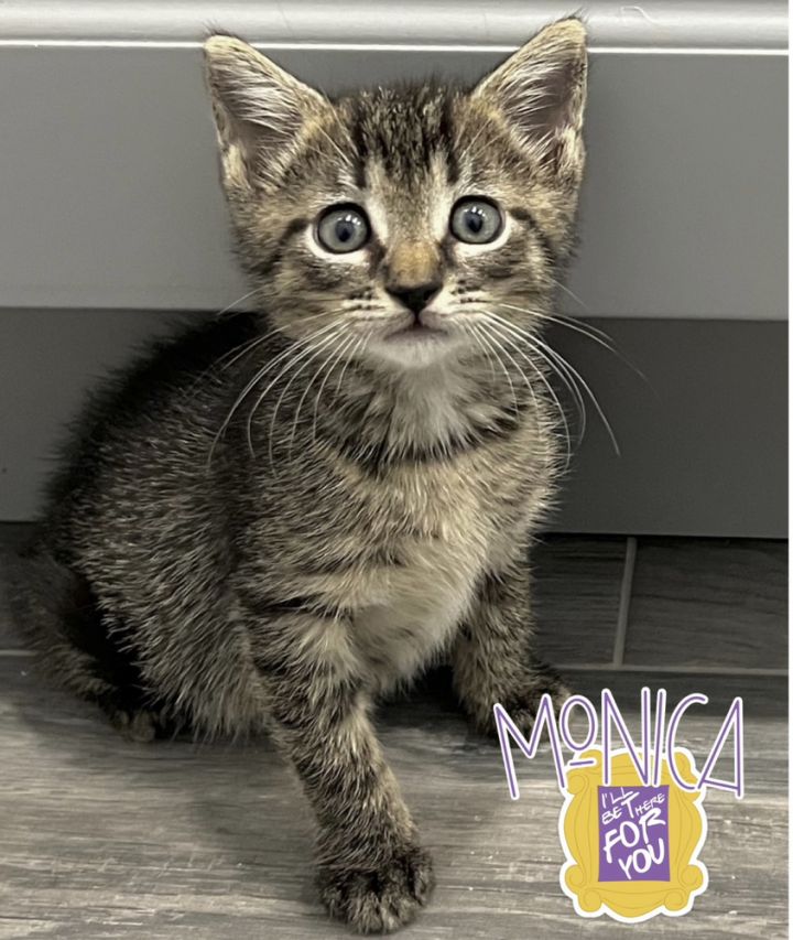 Monica, an adoptable Domestic Short Hair in Fort Lauderdale, FL_image-1