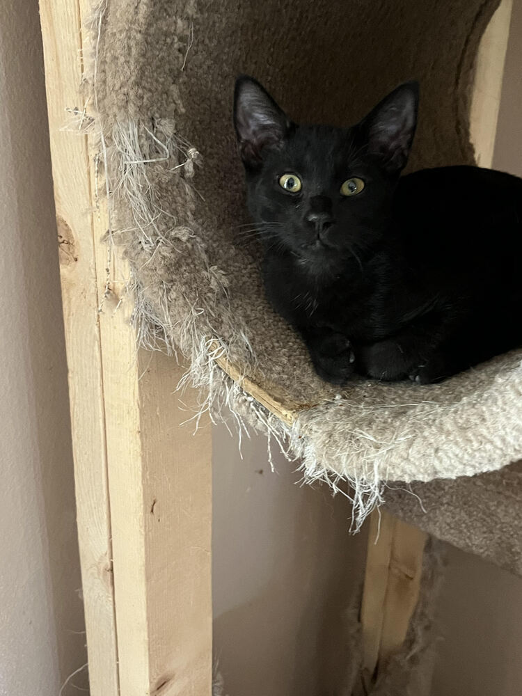 Nyx, an adoptable Domestic Short Hair in Lancaster, CA, 93536 | Photo Image 1