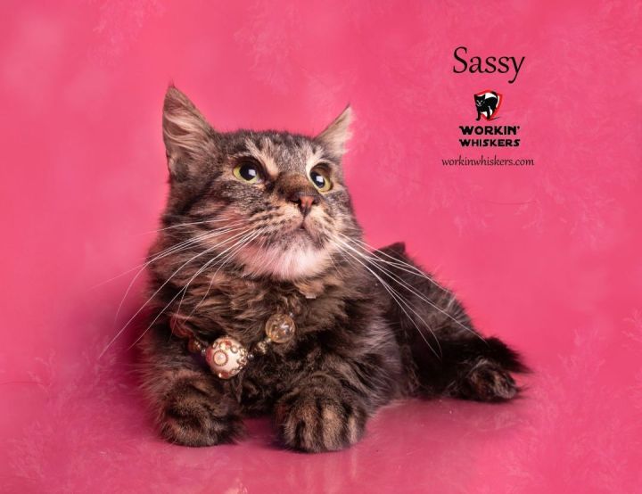 SASSY, an adoptable Maine Coon & Domestic Long Hair Mix in Murrieta, CA_image-1