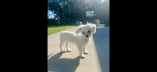 Piper (and Bella Mae), an adoptable Maltese in Boca Raton, FL_image-3
