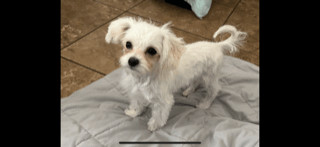 Piper (and Bella Mae) 1