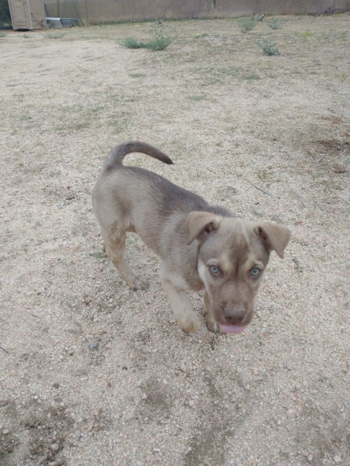 Harley, an adoptable Labrador Retriever & Australian Shepherd Mix in Mentone, CA_image-1