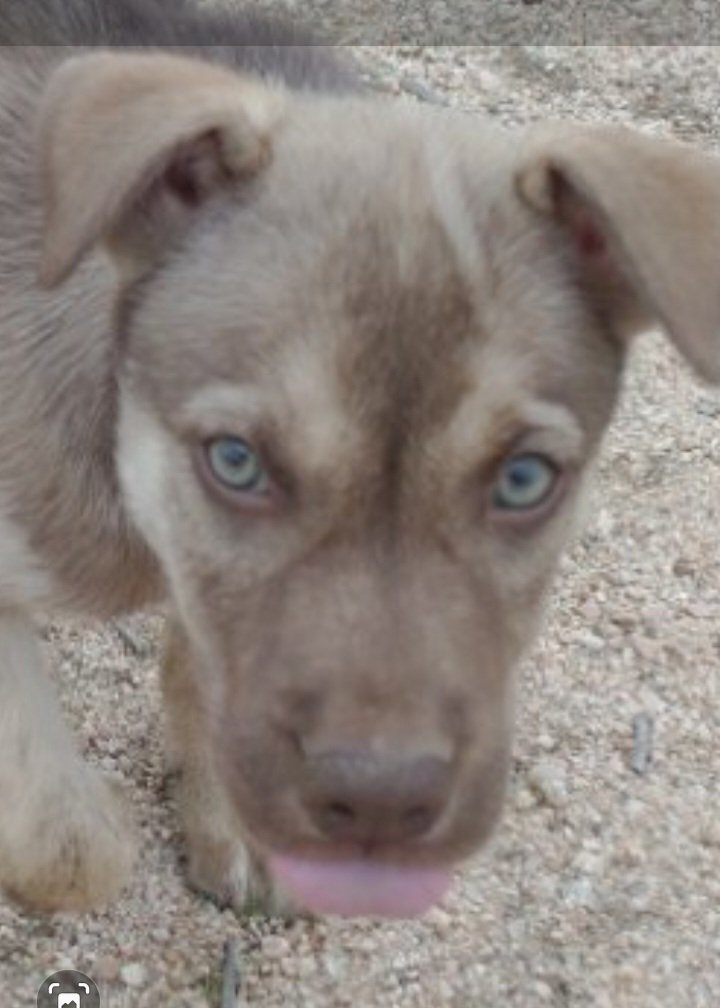 Harley, an adoptable Labrador Retriever & Australian Shepherd Mix in Mentone, CA_image-2