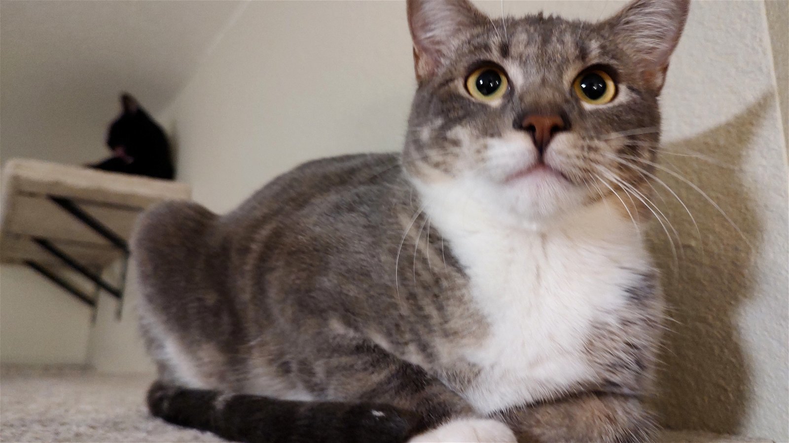Violet, an adoptable Domestic Short Hair in Laramie, WY, 82073 | Photo Image 3