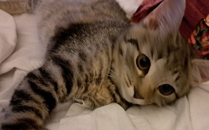 Simone