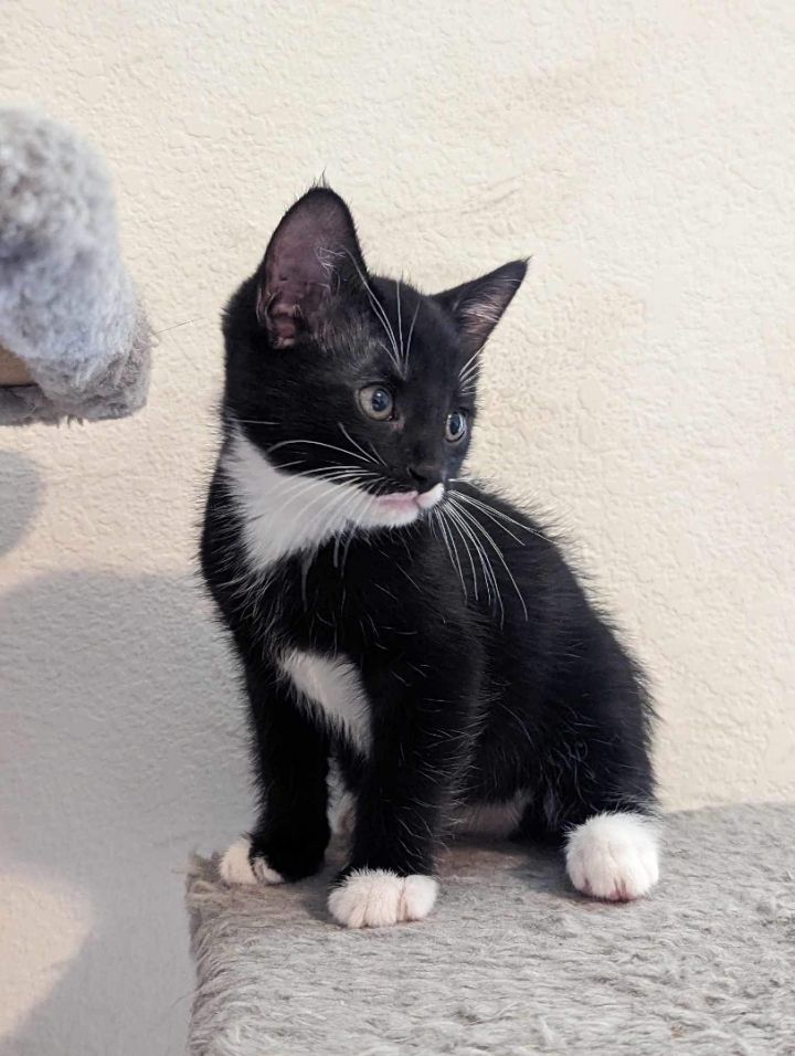 Crosby, an adoptable Domestic Short Hair Mix in Nashville, TN_image-2