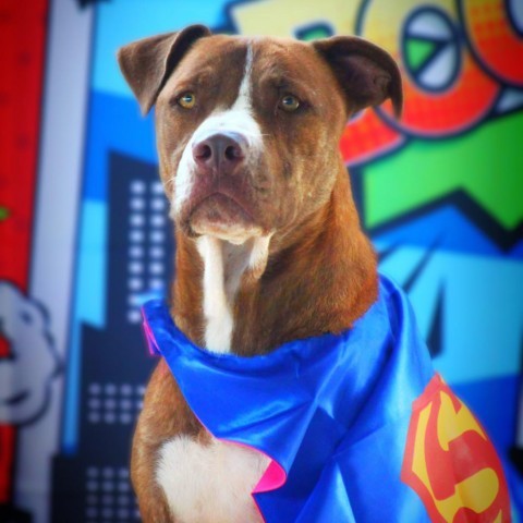 Chance JuM*, an adoptable Pit Bull Terrier Mix in Austin, TX_image-1