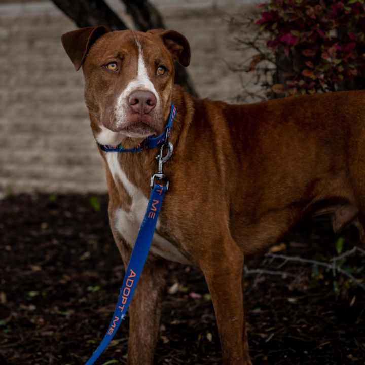 Chance JuM*, an adoptable Pit Bull Terrier Mix in Austin, TX_image-6