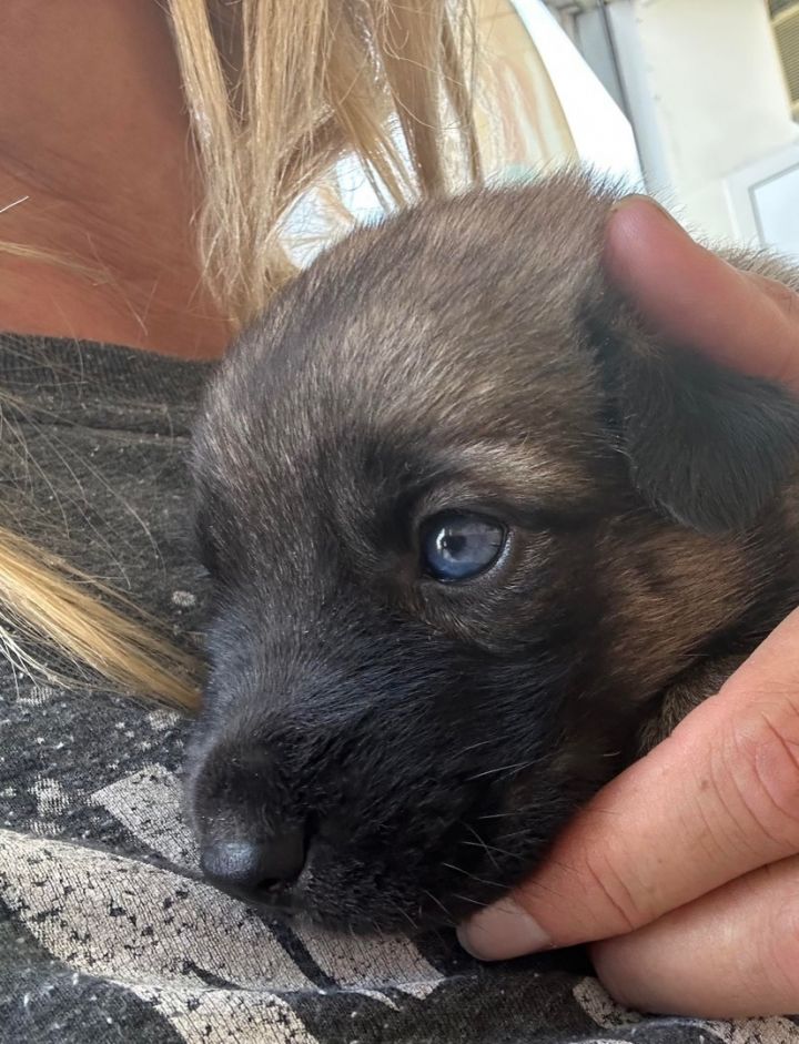 Baby Clarissa, an adoptable Labrador Retriever & German Shepherd Dog Mix in Long Beach, CA_image-2