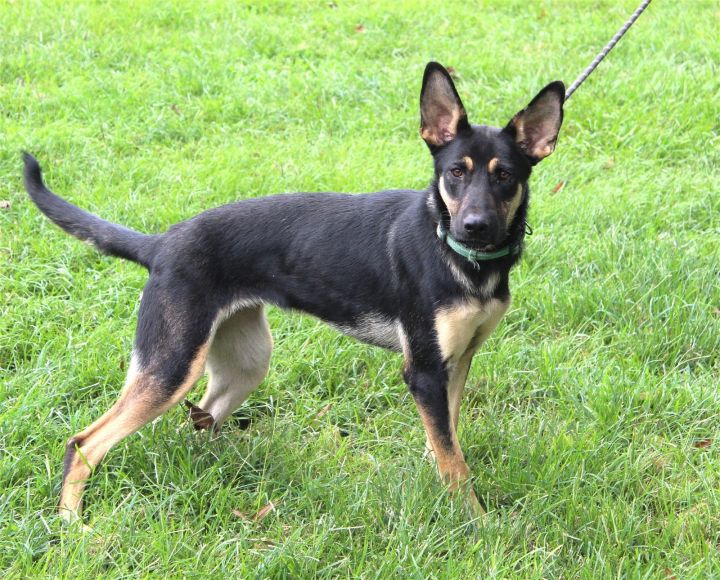 ADOPTION PENDING Grace-7 months Spay Contract Req., an adoptable German Shepherd Dog in Holly Hill, SC_image-1